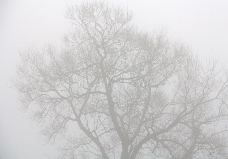 background image of a misty tree
